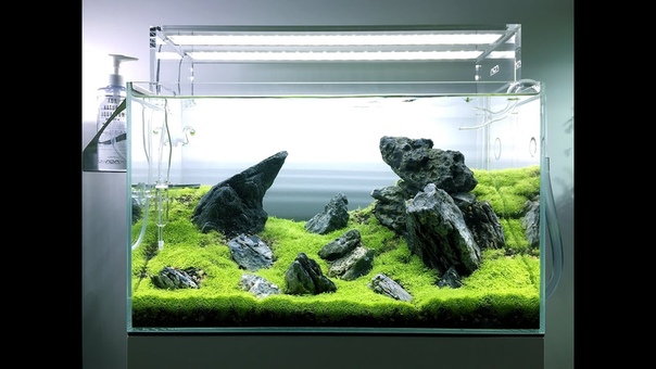 Utricularia