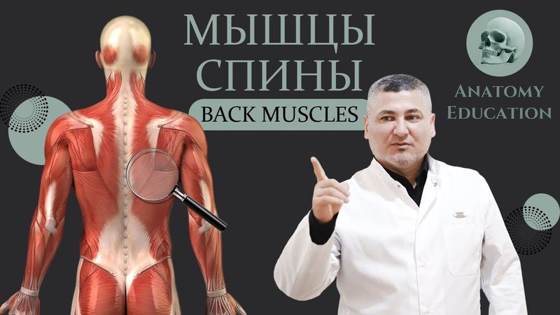 Мышцы спины, Back